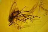 Four Detailed Fossil Flies (Diptera) In Baltic Amber #139059-4